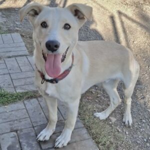 SCUBIDOO (♂) - ausgereist zu Vierbeiner in Not