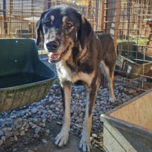 SHAMBHO (♂) - Mobbingopfer! sollte dringend ausreisen