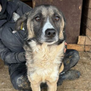 SKIPPER (♂) - Notfall, kommt nicht gut zurecht - ausgereist zu Tiere brauchen Freunde