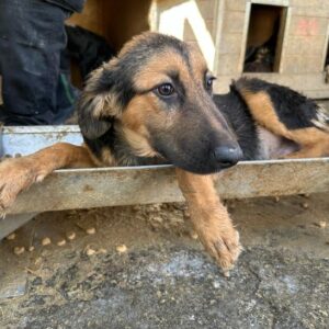 SNORRE (♂) - auf PS im PLZ Bereich 42 - vermittelt