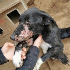 SOY (♀) - Notfall in Rumänien - jetzt auf PS im PLZ Bereich 76 *ausgereist* - vermittelt