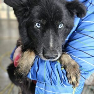 LUCAS (♂) - ausgereist zu Vierbeiner in Not (AL)