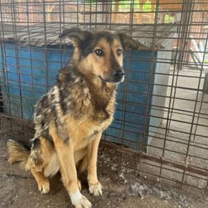 SUSANNA (♀) - seit mindestens 2020 im Shelter