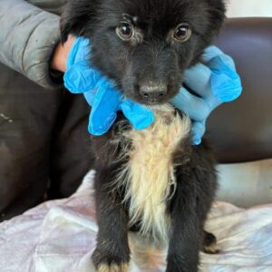 SYLVESTER - vermittelt MD