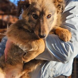 TULIPA (♀) - ausgereist zur Tierhilfe Lebenswert DR 14.02.2025