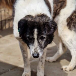 TALARA (♀) - vermisst 11/24