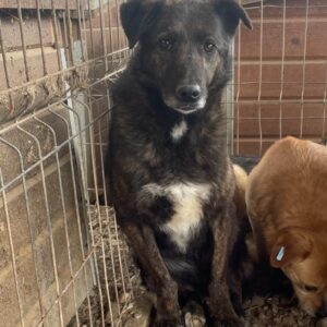 TALLULAH (♂) - vermisst 11/24