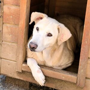 TAYLOR (♂) - seit mindestens 2019 im Shelter