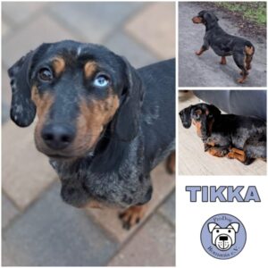 Tikka (♀) in 99636 Ostramondra - vermittelt