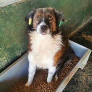 BLUFF (♂) - gebrochenes Hinterbein