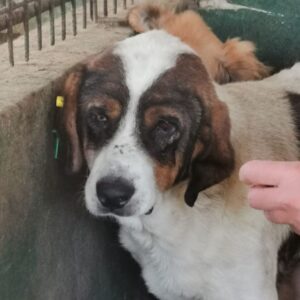 KLEMENS (♂) - RBB 03/25