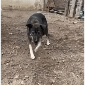 JANO (♂) (=DUNCON)