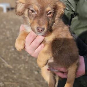 MOCO (♂) - ausgereist zur Hundehilfe Kreta e.V. (GC)