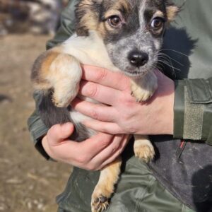 JOSIE (♀) - auf PS im PLZ Bereich 33 (NE) *ausgereist*