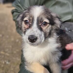 MERLIN (♂) - auf PS im PLZ Bereich 54 (NE) *ausgereist* - vermittelt