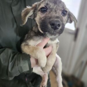 RUUDY(♂) - auf PS im PLZ Bereich 92 (NE) *ausgereist*