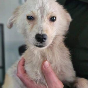 FIDO (♂) - auf PS im PLZ Bereich 33 (NE) *ausgereist*