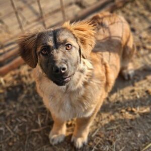 EMINA (♀) - ausgereist zu Vierbeiner in Not (AL)