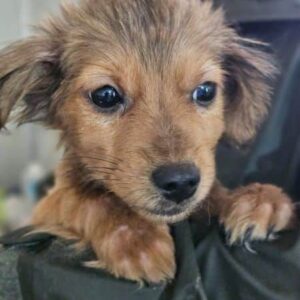 MICI (♀) - auf PS im PLZ Bereich 46 (NE) - reserviert