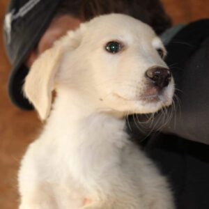 ESPERO - sollte zeitnah ausreisen- reserviert für Tierhilfe Lebenswert DR - vermittelt