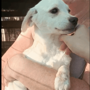 SHALOM - auf PDR PS im PLZ Bezirk 18 - vermittelt