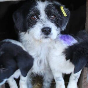 MINZY - ausgereist zu PVA