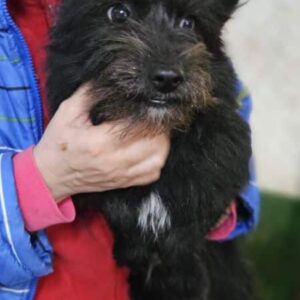 SCHNÜSSJE (♀) - ausgereist zu Tiere in Not Odenwald (PM)