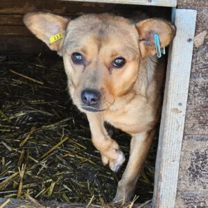 PICCOLA (♀) - Problem rechte Vorderpfote