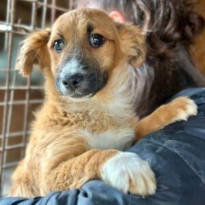 BRANCA (♀) - ausgereist zur Tierhilfe Lebenswert DR 25.04.25