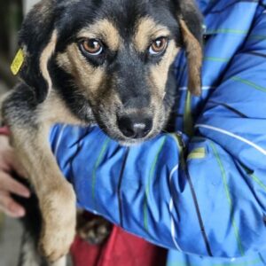 OJA (♂) - ausgereist zum TST Rösrath (AL)