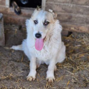 TASHIMA (♀) - ausgereist zu Tiere in Not Odenwald e.V. (PM)