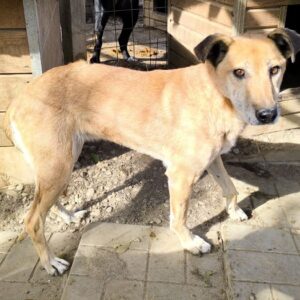 JOLANDA (♀) - seit mindestens 2020 im Shelter