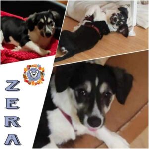 ZERA (♀) in 48153 Münster - vermittelt