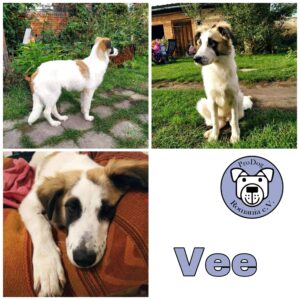 Vee in 17209 Eldetal *vermittelt*