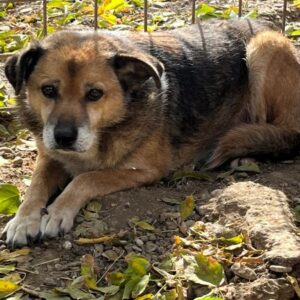 GORAN - seit mind. 2022 im Shelter - resignierter Senior