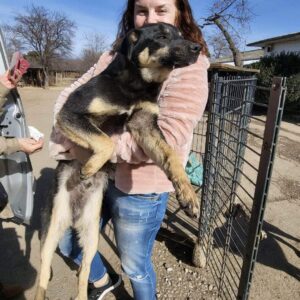 GIZMO (♂) - vermisst 11/24