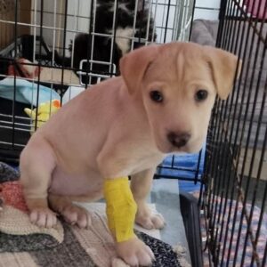 JULIA - reserviert TH Limburg - vermittelt