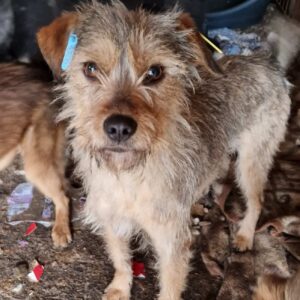 LENI - reserviert für Tierhilfe Lebenswert - vermittelt