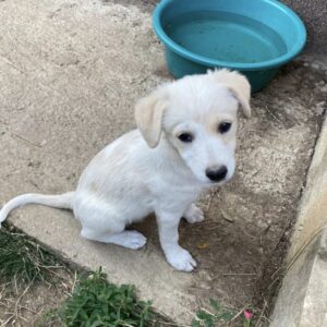 MADHAVI - vermisst 08/2022