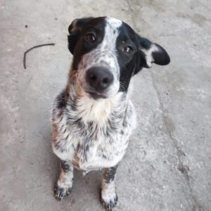 PEAKY - reserviert Vergessene Pfoten Stuttgart - vermittelt