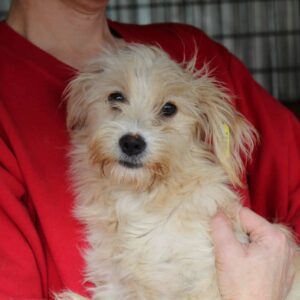 NAMI - reserviert TST Rösrath vermittelt