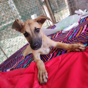 ISAH - auf Pflegestelle in PLZ 92 *vermittelt*