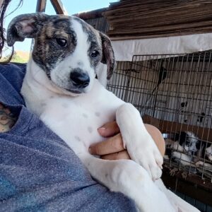 BERIT - reserviert Mihaela DR - vermittelt