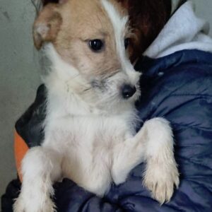 ELINO - reserviert Tierhilfe Lebenswert DR 15.02. - vermittelt