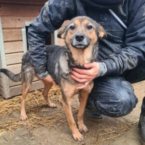 GINA - auf Pflegestelle in PLZ 45 - vermittelt