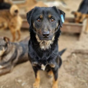 GLENCORA - ausgereist zur Tierhilfe Lebenswert