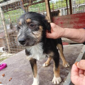 TALUA - ausgereist zum TST Rösrath