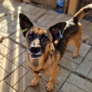 DEX - im Shelter sehr dünn und verzweifelt - auf PDR PS im PLZ Bezirk 55 *ausgereist*