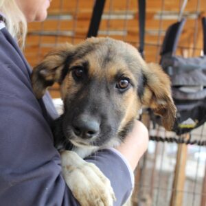 TONIC - auf Pflegestelle in PLZ 84 *vermittelt*