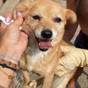 MERCI- reserviert ( JW 26/09 ) vermittelt